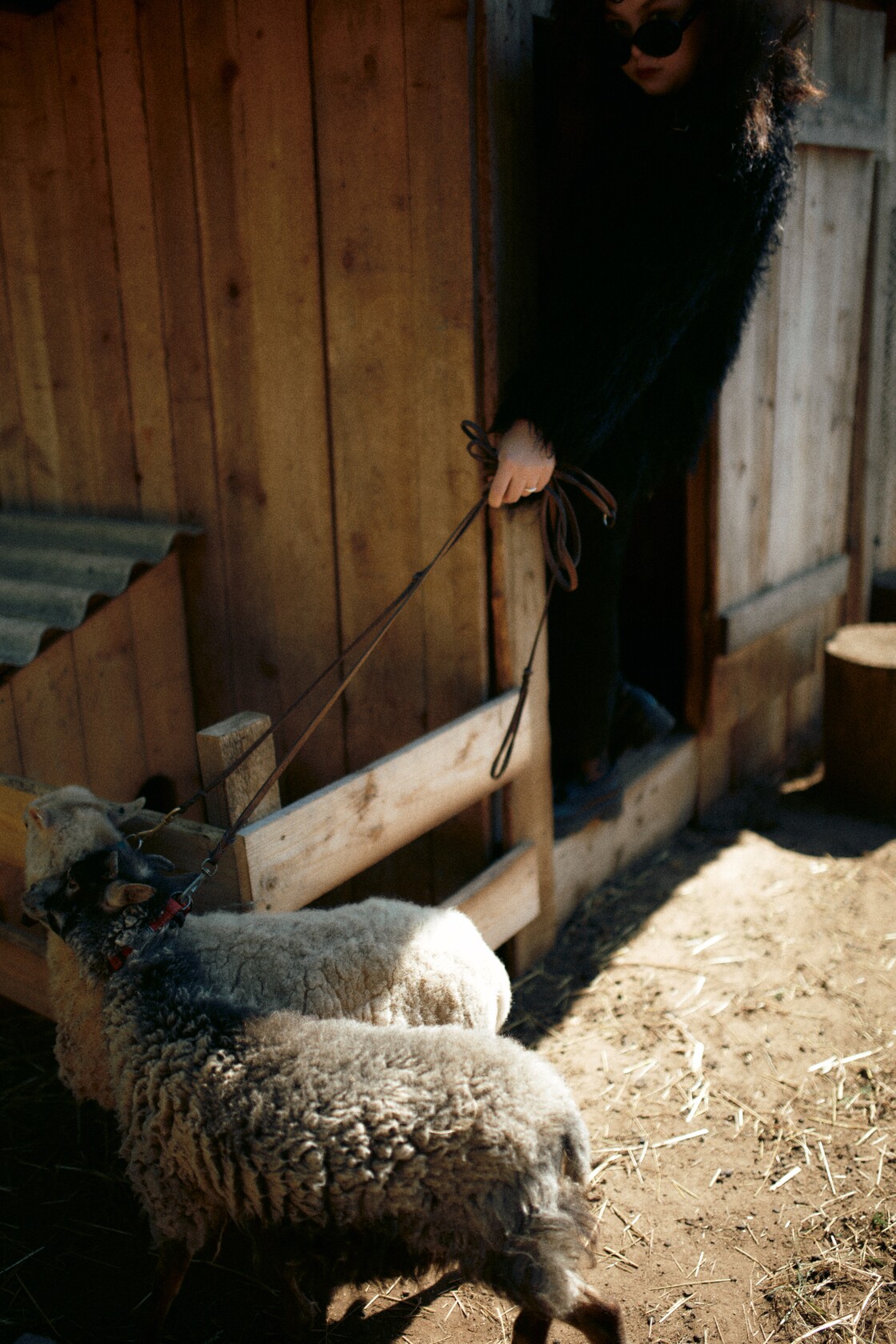 Individuaalportreed portreefotograafia ukseavast valguse poole rihmastatud lambad