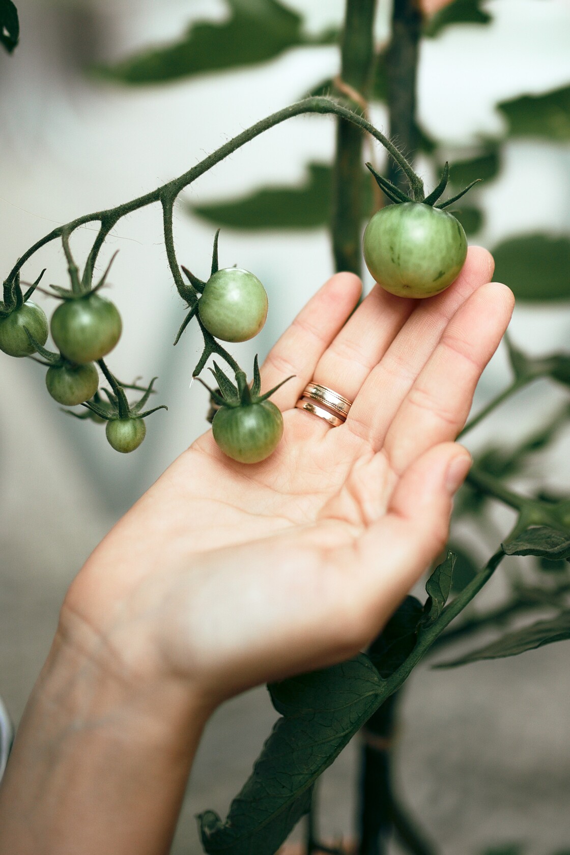Persoonibrandi fotograafia ornalt kirsstomatite kupsust hindamas