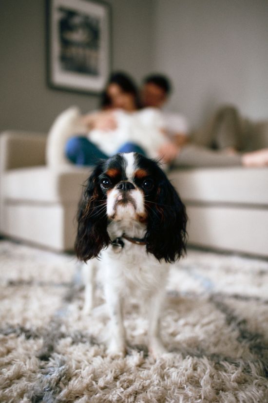 Vastsundinu pildistamine beebifotod valvas koer ja pere kallistus yugaphoto